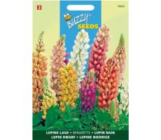 Buzzy® Lupinus, lage Lupine Minarette - afbeelding 2