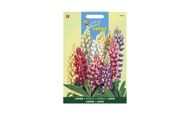 Buzzy® Lupinus, Lupine Russel’s Hybrids gemengd - afbeelding 1
