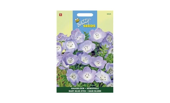 Buzzy® Nemophila, Haagbloem Hemelsblauw - afbeelding 1