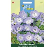 Buzzy® Nemophila, Haagbloem Hemelsblauw - afbeelding 1
