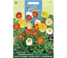 Buzzy® Papaver, IJslandse Excelsior gemengd - afbeelding 1