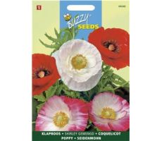 Buzzy® Papaver, Klaproos Shirley dubbelbloemig gemengd - afbeelding 1