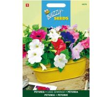 Buzzy® Petunia laag gemengd - afbeelding 2