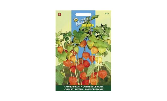 Buzzy® Physalis, Lampionplant - afbeelding 1