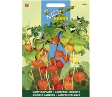 Buzzy® Physalis, Lampionplant - afbeelding 1