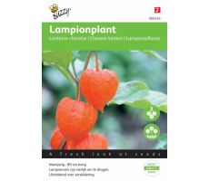 Buzzy® Physalis, Lampionplant - afbeelding 2