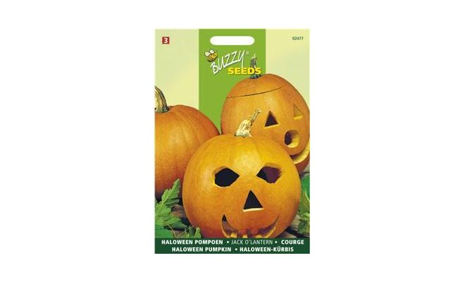 Buzzy® Pompoenen Jack O'Lantern (Cucub.Pepo) - afbeelding 1