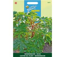 Buzzy® Ricinus, Wonderboom gemengd - afbeelding 2