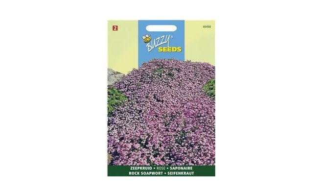 Buzzy® Saponaria, Zeepkruid - afbeelding 1