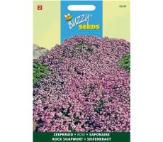 Buzzy® Saponaria, Zeepkruid - afbeelding 2