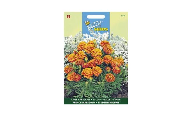 Buzzy® Tagetes, lage Afrikaan Bolero - afbeelding 1