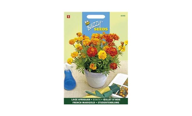 Buzzy® Tagetes, lage Afrikaan Bonita - afbeelding 1