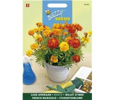 Buzzy® Tagetes, lage Afrikaan Bonita - afbeelding 1