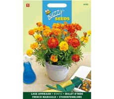 Buzzy® Tagetes, lage Afrikaan Bonita - afbeelding 2