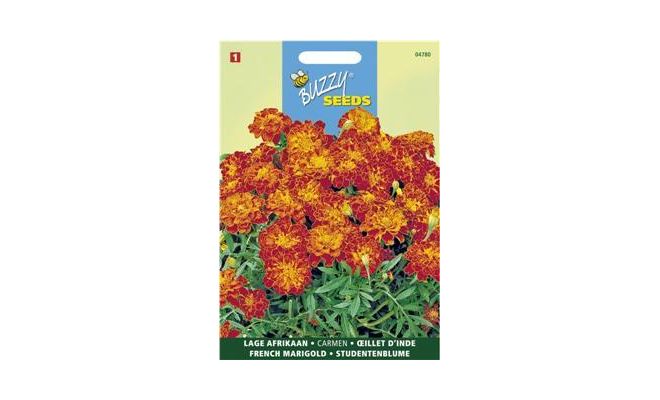 Buzzy® Tagetes, lage Afrikaan Carmen - afbeelding 1