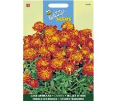 Buzzy® Tagetes, lage Afrikaan Carmen - afbeelding 1