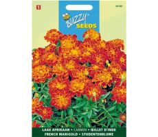 Buzzy® Tagetes, lage Afrikaan Carmen - afbeelding 2