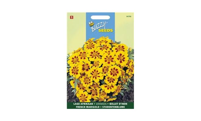 Buzzy® Tagetes, lage Afrikaan Naughty Marietta - afbeelding 1