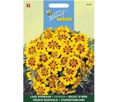 Buzzy® Tagetes, lage Afrikaan Naughty Marietta - afbeelding 1