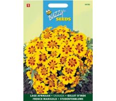 Buzzy® Tagetes, lage Afrikaan Naughty Marietta - afbeelding 2