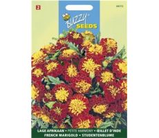 Buzzy® Tagetes, lage Afrikaan Petite Harmony - afbeelding 1