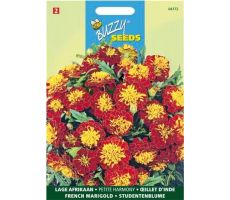 Buzzy® Tagetes, lage Afrikaan Petite Harmony - afbeelding 2