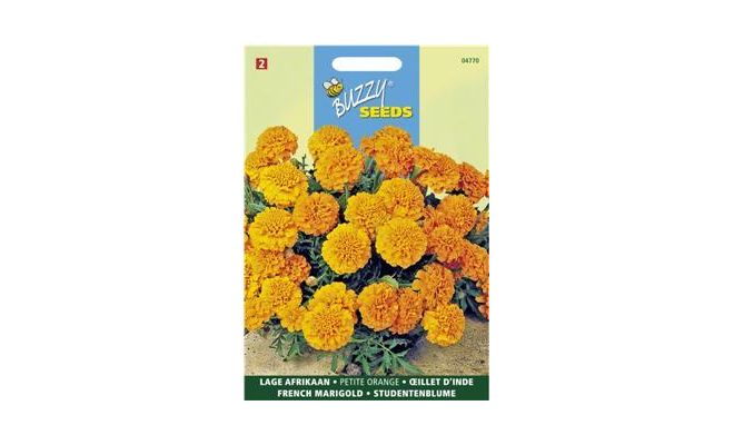 Buzzy® Tagetes, lage Afrikaan Petite Orange - afbeelding 1