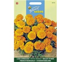 Buzzy® Tagetes, lage Afrikaan Petite Orange - afbeelding 1