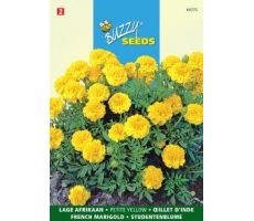 Buzzy® Tagetes, lage Afrikaan Petite Yellow - afbeelding 2