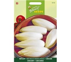 Buzzy® Witlof Mechelse Middenvroeg - afbeelding 2