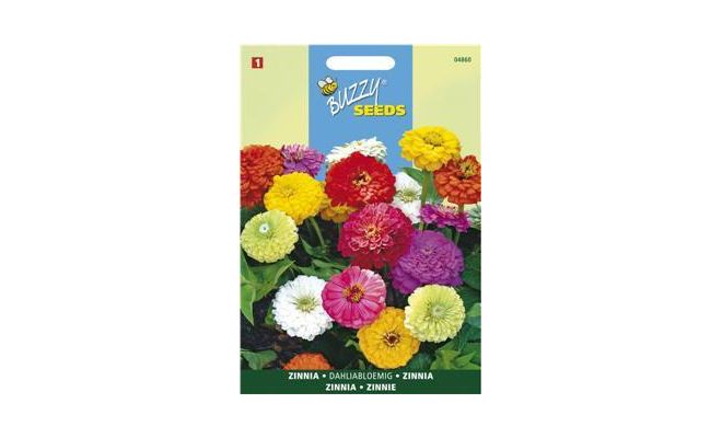 Buzzy® Zinnia Dahliabloemig gemengd - afbeelding 1