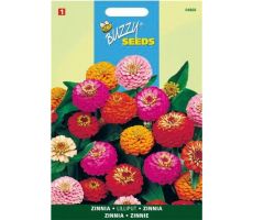 Buzzy® Zinnia Lilliput gemengd - afbeelding 2