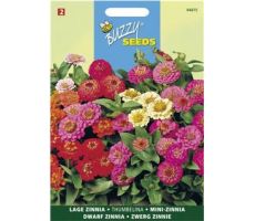 Buzzy® Zinnia Thumbelina gemengd - afbeelding 1