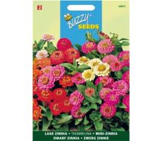 Buzzy® Zinnia Thumbelina gemengd - afbeelding 2