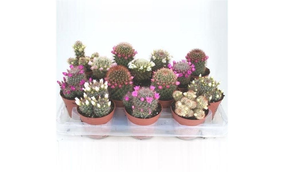 bloeiend potmaat 8,5cm - Tuincentrum Bull