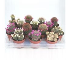 Cactus bloeiend potmaat 8,5cm planthoogte 15cm