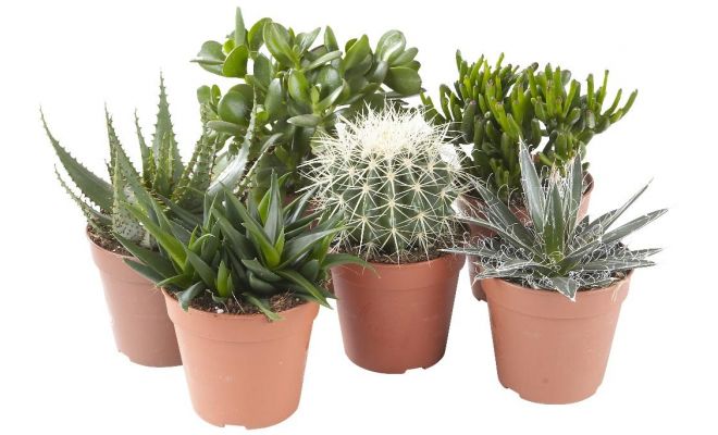 Cactus   ...decorated, pot 10,5 cm, h 15 cm