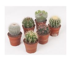 Cactus   ...decorated, pot 8,5 cm, h 12 cm