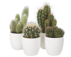 Cactus   ...flowering mix, pot 5,5 cm, h 8 cm - afbeelding 2