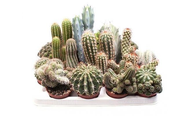 Cactus   ...flowering mix, pot 5,5 cm, h 8 cm - afbeelding 1