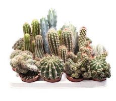 Cactus   ...flowering mix, pot 5,5 cm, h 8 cm - afbeelding 1