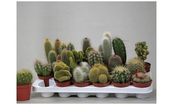 Cactus, meerdere variaties