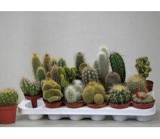 Cactus, meerdere variaties