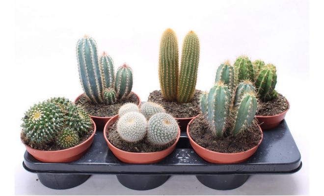 Cactus, mix, pot 12 cm
