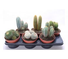 Cactus, mix, pot 12 cm