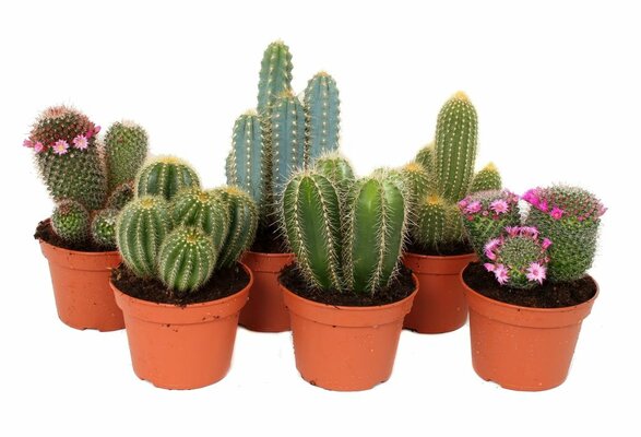 Cactus, mix, pot 14 cm, h 15 cm - afbeelding 1