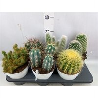 Cactus, mix, pot 14 cm, h 15 cm - afbeelding 2