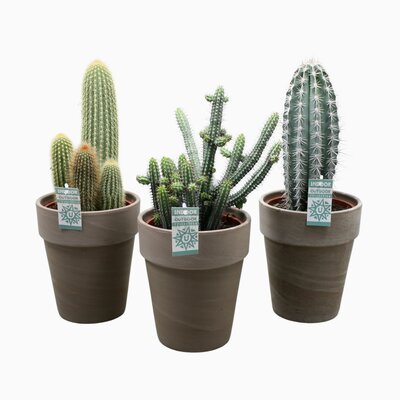 Cactus   ...mix, pot 17 cm, h 40 cm