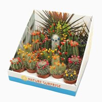 Cactus mix, pot 8,5 cm, h 10 cm