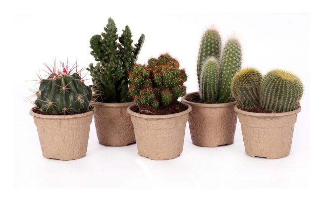 Cactus, pot 12 cm, h 15 cm, meerdere variaties